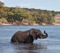 An Elephant Bath!